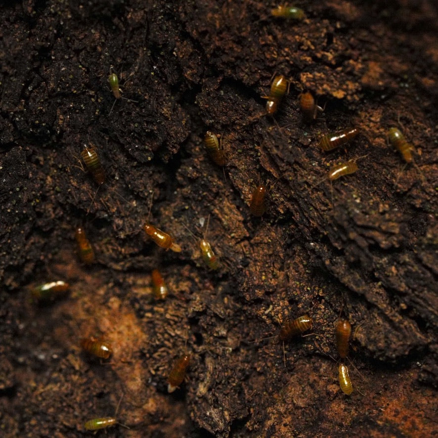Florida Knight Dweller Roach Starter Colony (10 count)