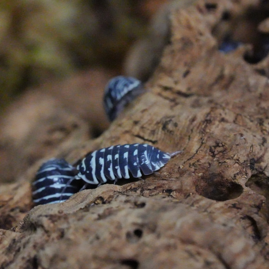 Zebra Isopods (10 count)