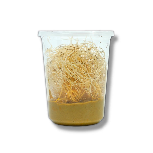 Melanogaster Fruit Fly Cultures