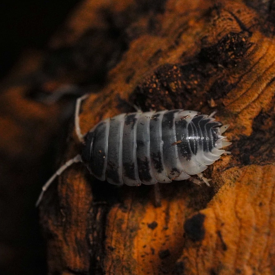 Dairy Cow Isopods (10 count)