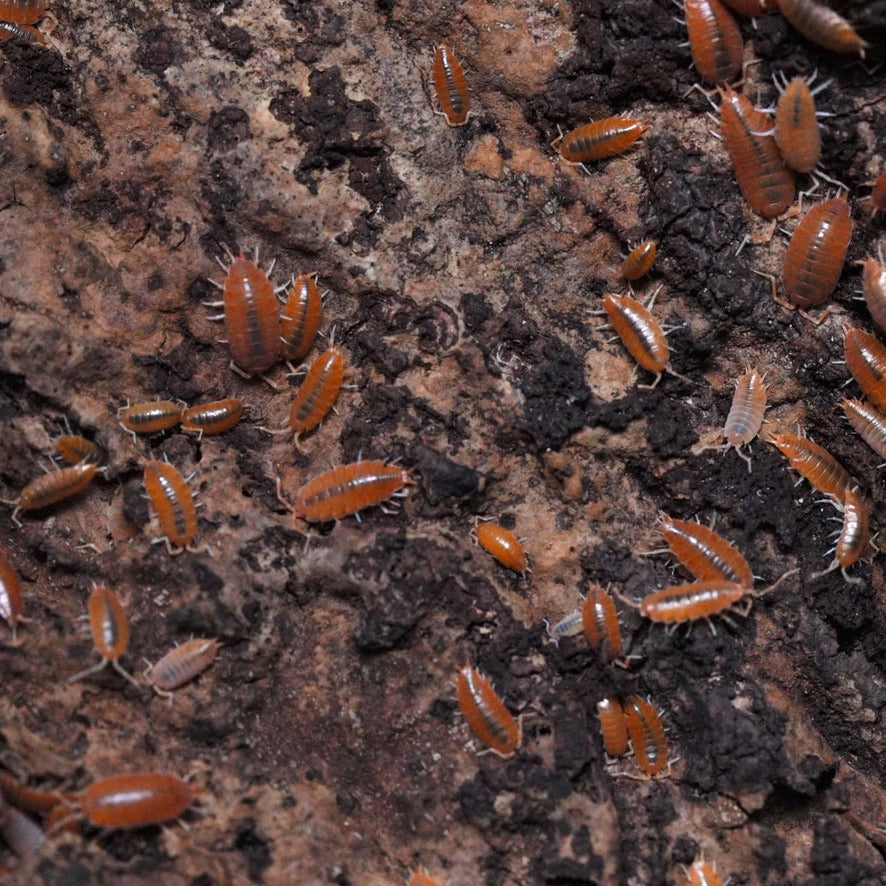 Powder Orange Isopods (15 count)