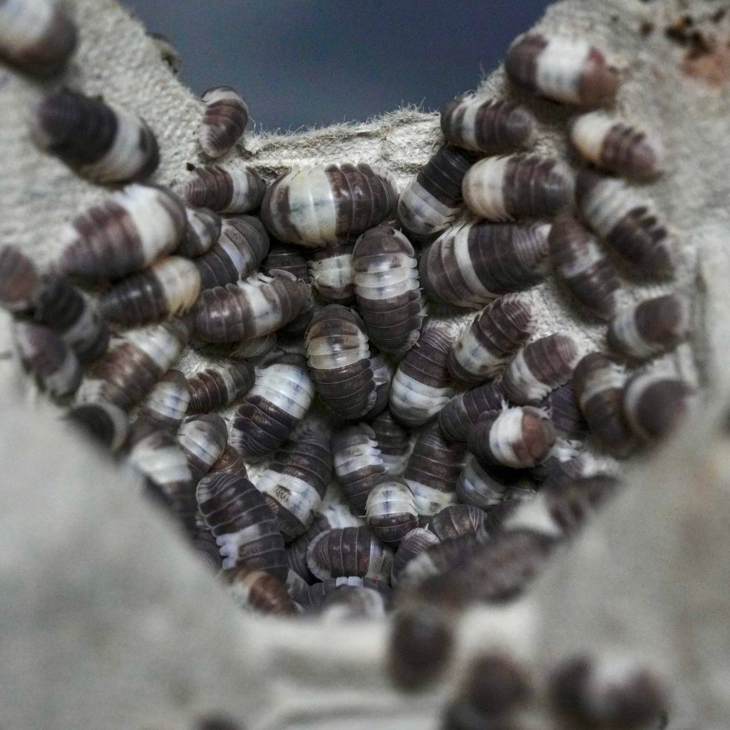Panda King isopods (10 count)