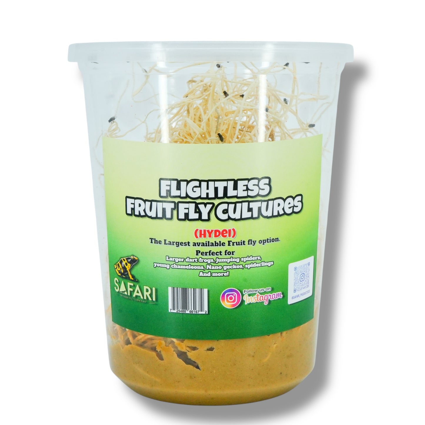 Hydei Fruit Fly Cultures