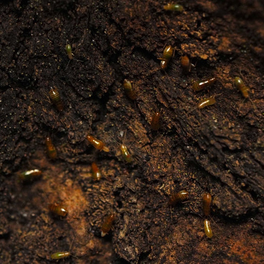 Florida Knight Dweller Roach Starter Colony (10 count)