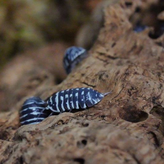 Zebra Isopods (10 count)