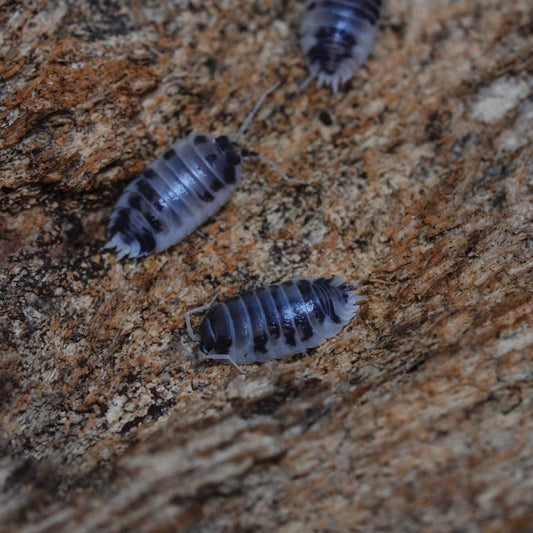Dairy Cow Isopods (10 count)