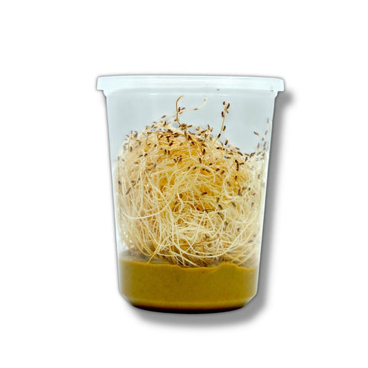 Golden Hydei Fruit Fly Cultures
