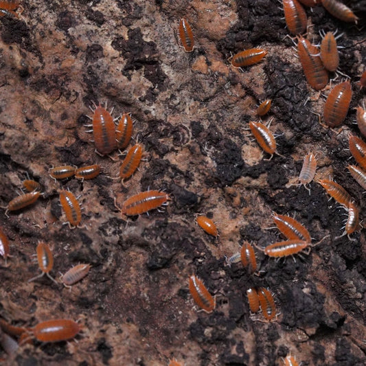 Powder Orange Isopods (15 count)