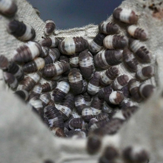 Panda King isopods (10 count)