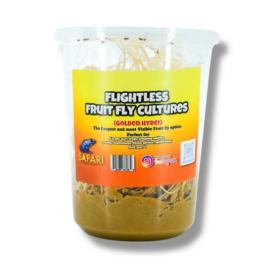 Golden Hydei Fruit Fly Cultures