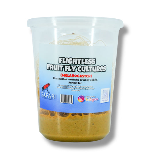 Melanogaster Fruit Fly Cultures