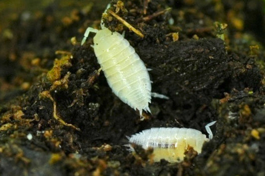 Dwarf White Isopods (20 count)