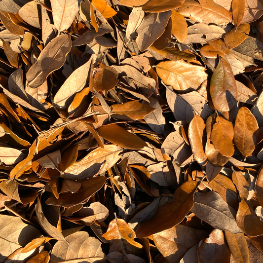 Live oak leaf litter